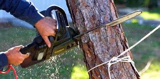 Best Firewood Processing and Delivery  in Shiner, TX