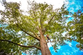 How Our Tree Care Process Works  in  Shiner, TX