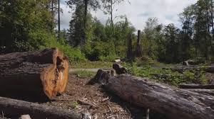 Best Tree Disease Treatment  in Shiner, TX