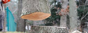 Best Emergency Tree Removal  in Shiner, TX
