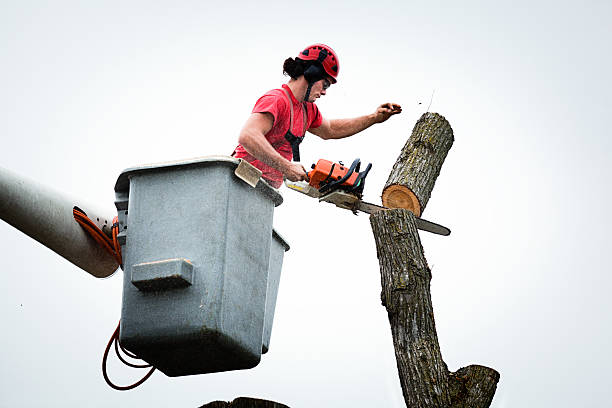 Trusted Shiner, TX Tree Care Experts